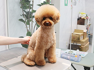 神奈川に近い東京町田のブリーダーKAKOでトリミングしたトイプードル